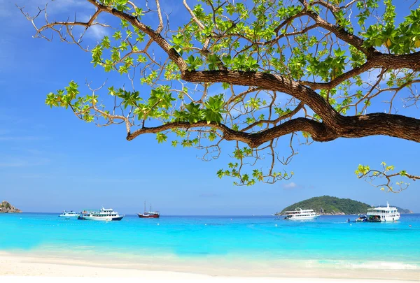 Praia bonita e ramo de árvore na ilha Similan, THAILAND — Fotografia de Stock