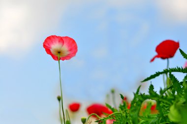 güzel gökyüzü arka plan ile haşhaş kırmızı çiçek.