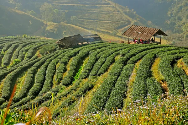 Tea plantation in Doi Ang Khang, Chiang Mai, Thailand — Stock Photo, Image