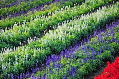 Lavanta alan Tayland.