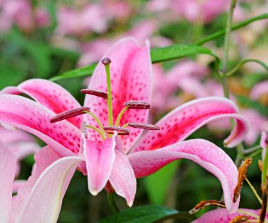 closeup bahçe içinde pembe lilyum