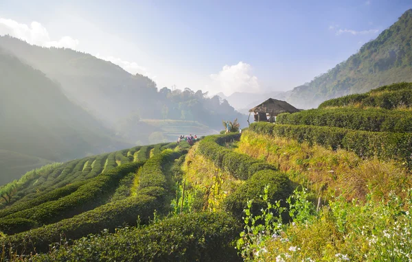 Çay plantasyon DOI ang khang, chiang mai, Tayland — Stok fotoğraf