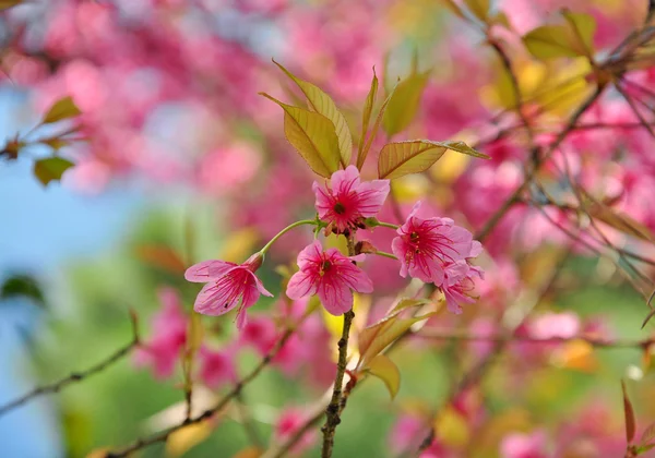 Süße rosa Blüten in Chaingmai, Thailand (Kirschblüte) — Stockfoto