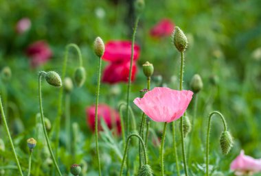 Closeup of pink poppy flower with nature background clipart