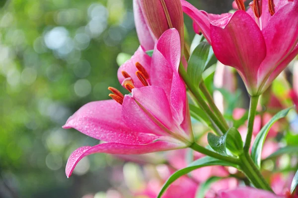 粉色百合与自然背景的花园里. 免版税图库照片