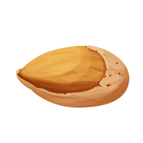 Мигдаль в мушлі деталізований сирий горіх, органічний продукт, інгредієнт в мультиплікаційному стилі ізольований на білому тлі. Стрижка рослина, закуска . — стоковий вектор