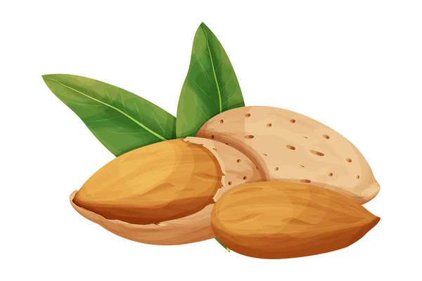 Mandel in Nussschale mit Blättern detaillierte rohe Nuss, Bio-Produkt, Zutat im Cartoon-Stil auf weißem Hintergrund isoliert. Reife Pflanze, Snack. — Stockvektor