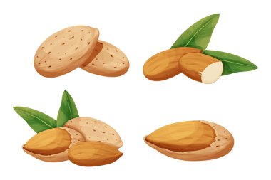 Bademi ceviz kabuğuna koyun. Detaylı çiğ fındık, organik ürün, beyaz arka planda izole edilmiş karikatür tarzında malzeme. Olgun bitki, atıştırmalık.