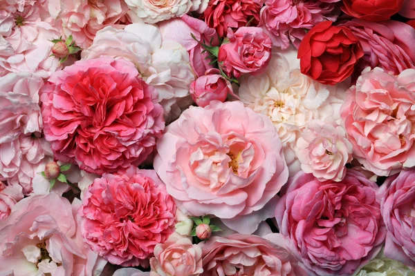 Pink roses. — Stock Photo, Image