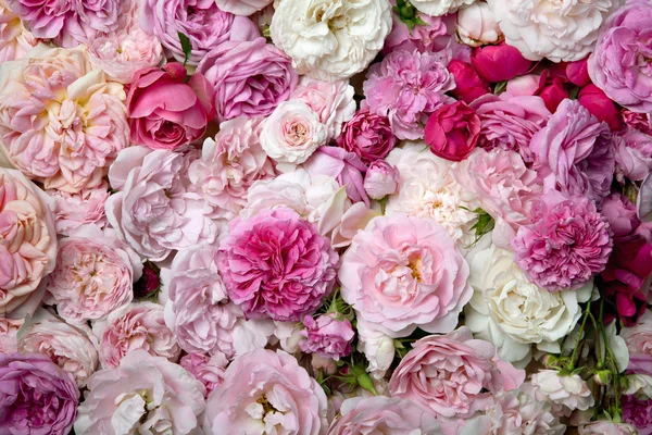 Rosa rosor. — Stockfoto