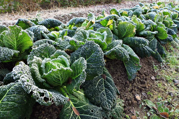 Savoy cabbage — Stock Photo, Image