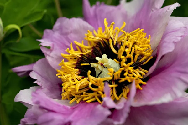 Paeony — Stockfoto