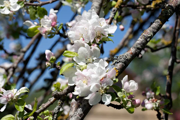 苹果花 — 图库照片