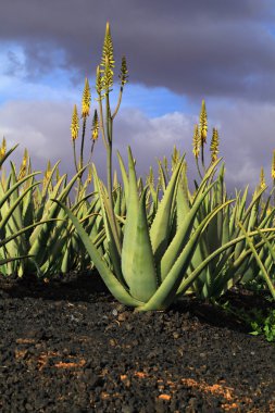aloe vera