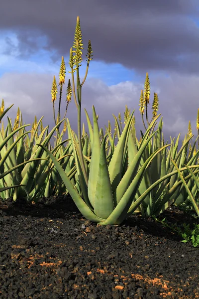 Aloe Vera — Stock Photo, Image