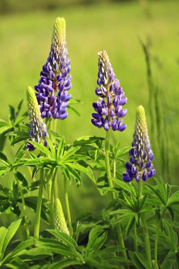 Lupinus