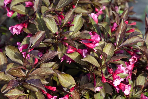 Weigela