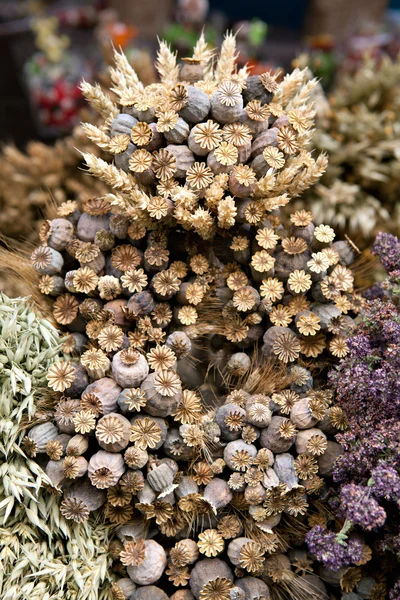 Tørrede blomster - Stock-foto