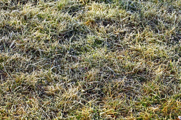 Заморожені трави — стокове фото