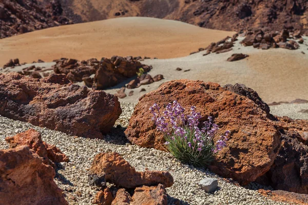 Tenerife — Foto de Stock