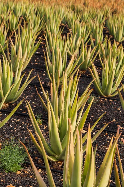 Aloe vera — Stock Fotó