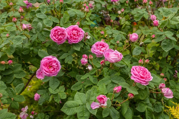 Rosa Centifolia — Stock Photo, Image
