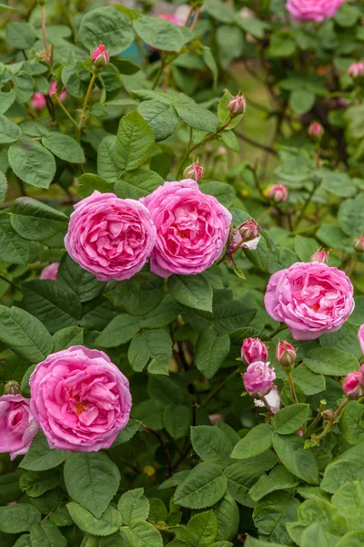 Rosa Centifolia — Stock Photo, Image