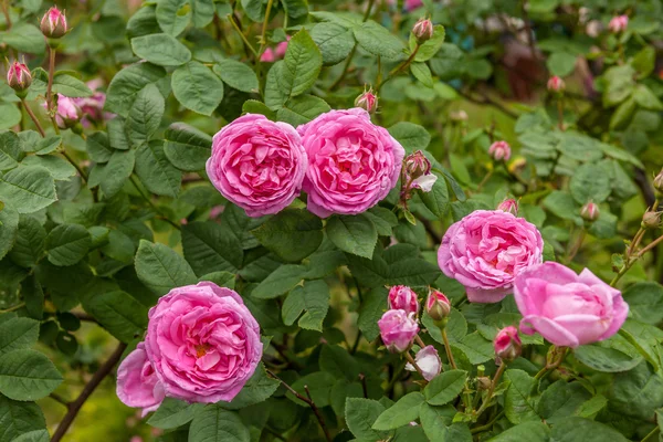 Rosa Centifolia — Fotografia de Stock