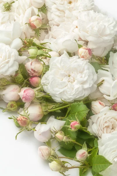 Witte rozen — Stockfoto
