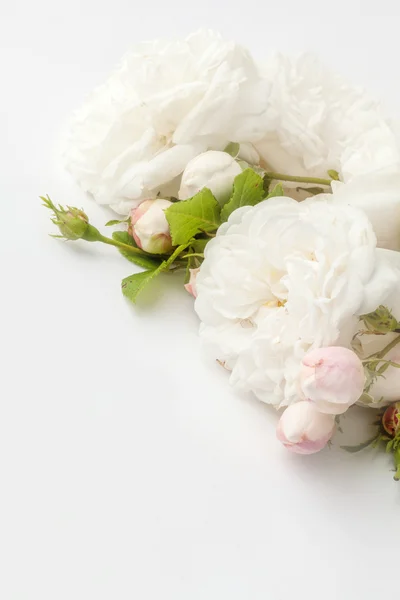 White roses — Stock Photo, Image