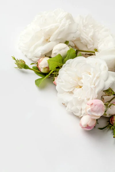 White roses — Stock Photo, Image