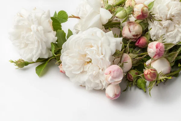 White roses — Stock Photo, Image