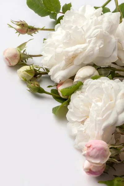 흰 장미 — 스톡 사진
