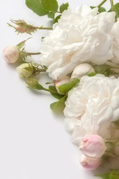 White roses — Stock Photo, Image