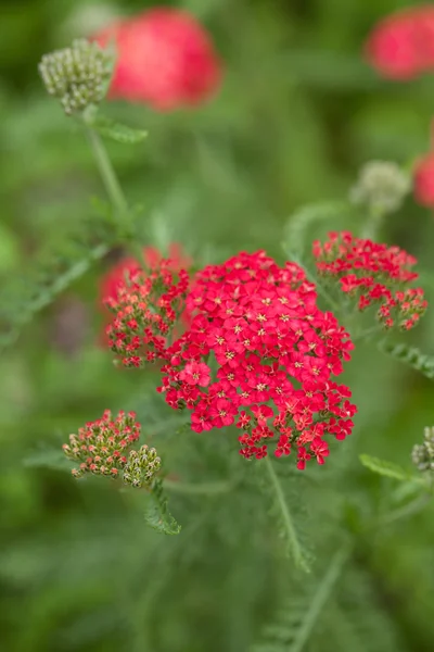 Yarrow — Stockfoto