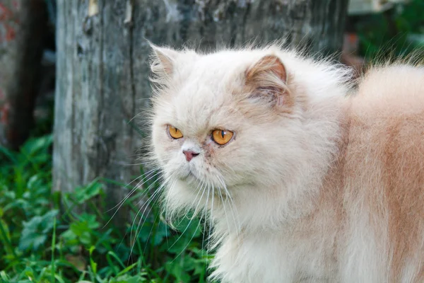 波斯语的猫 — 图库照片