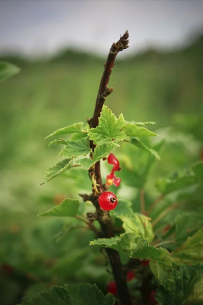 Arbusto de grosella roja — Foto de Stock