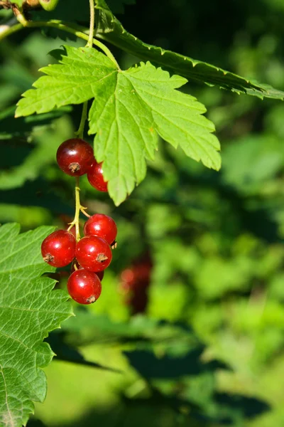 Red currant bush — Stock Photo, Image