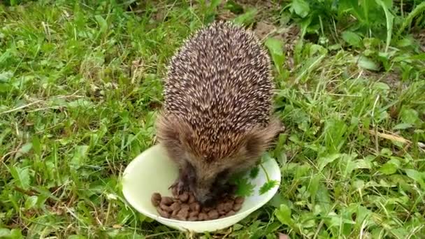 Riccio nel giardino autunnale mangiare cibo per gatti da un pasto ciotola — Video Stock