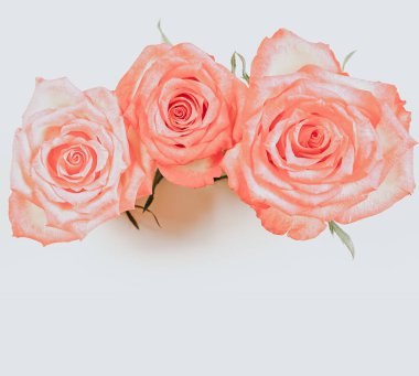 açık arkaplanda üç narin pembe gül