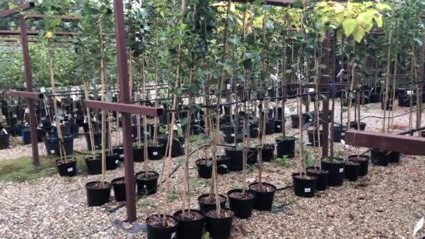 Høstsalg av trær og busker i planteskolen – stockvideo