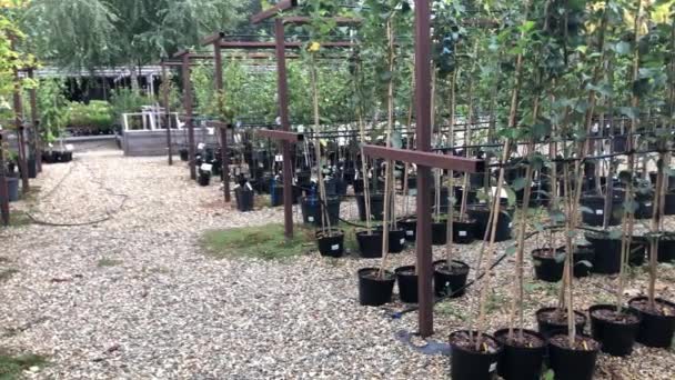 Herbstverkauf von Bäumen und Sträuchern in der Gärtnerei — Stockvideo
