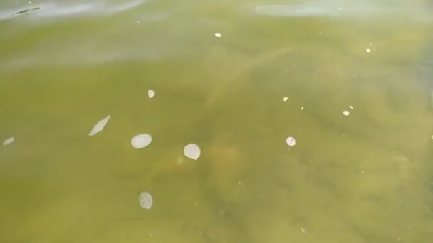 Πράσινο νερό του ποταμού. Στο τέλος του καλοκαιριού, το νερό στο ποτάμι ανθίζει με φύκια.. — Αρχείο Βίντεο