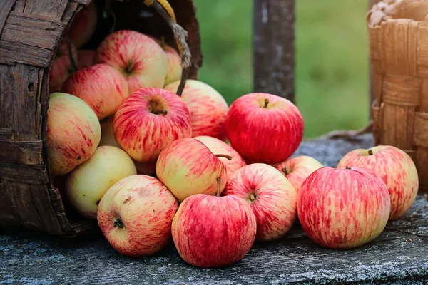 Кошик повний стиглих яблук. Осінній урожай фруктів . — стокове фото