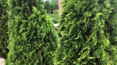 Çiçek ağaçlarının ve çalıların sonbahar indirimi