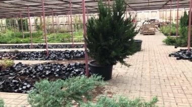Çiçek ağaçlarının ve çalıların sonbahar indirimi