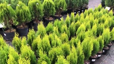 Çiçek ağaçlarının ve çalıların sonbahar indirimi