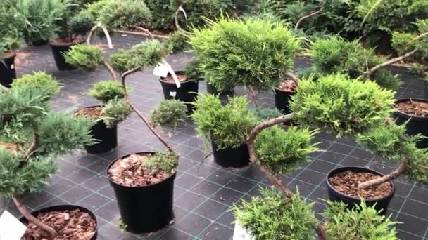 Autumn sale of spruce trees and shrubs in the plant nursery — Stock Video