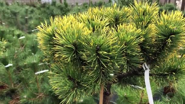 Herfst verkoop van sparren en struiken in de kwekerij — Stockvideo