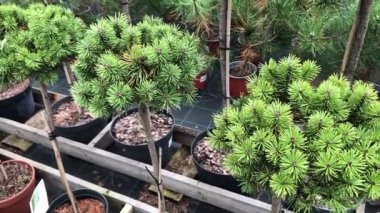 Çiçek ağaçlarının ve çalıların sonbahar indirimi